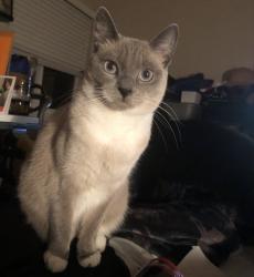 Lost Female Cat last seen Westbrook Dr Nw and Lupin, Salem, OR 97304