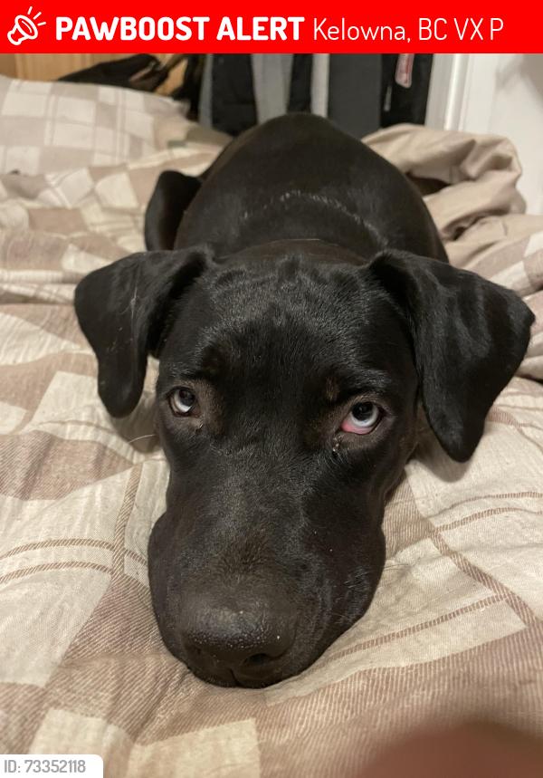 Lost Female Dog last seen Old Vernon road, Kelowna, BC V1X 6P3