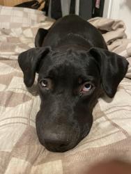 Lost Female Dog last seen Old Vernon road, Kelowna, BC V1X 6P3