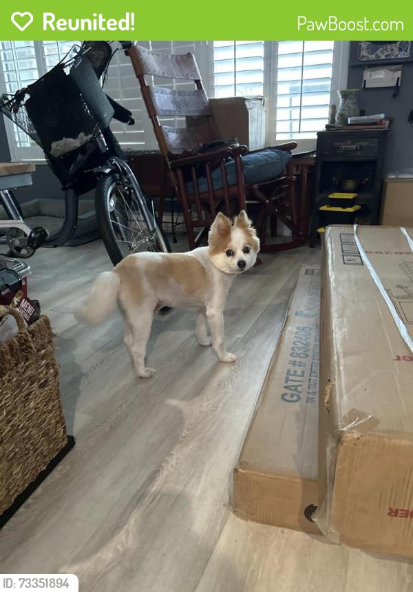 Reunited Male Dog last seen SW 103 Place, Mismi, Gl 33165, Miami-Dade County, FL 33157