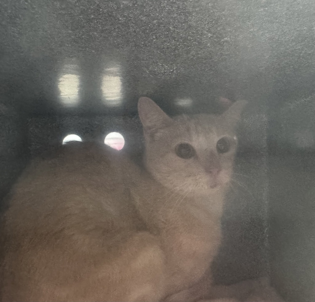 Shelter Stray Female Cat last seen Near S 4000 W, Bluffdale, UT, 84065, 511 W 3900 S, Salt Lake City, UT 84123, USA