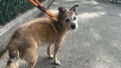 Shelter Stray Male Dog last seen Near Allerton Avenue, BRONX, NY, 10467, 326 E 110th St, New York, NY 10029, USA