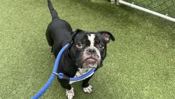 Shelter Stray Male Dog last seen Central Park Conservancy, NEW YORK, NY, 10022, 326 E 110th St, New York, NY 10029, USA