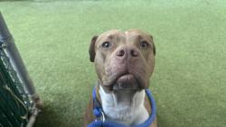 Shelter Stray Male Dog last seen 7th PCT, NEW YORK, NY, 10002, 326 E 110th St, New York, NY 10029, USA