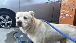 Shelter Stray Male Dog last seen Near 2nd Avenue, NEW YORK, NY, 10029, 326 E 110th St, New York, NY 10029, USA
