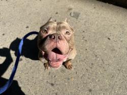 Shelter Stray Male Dog last seen Near W 159 Street, NEW YORK, NY, 10032, 326 E 110th St, New York, NY 10029, USA