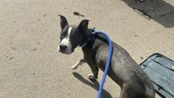 Shelter Stray Male Dog last seen Near Southern Boulevard, BRONX, NY, 10458, 326 E 110th St, New York, NY 10029, USA
