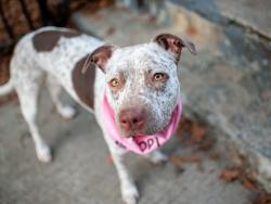 Shelter Stray Female Dog last seen Near Eastchester Road, BRONX, NY, 10461, 326 E 110th St, New York, NY 10029, USA