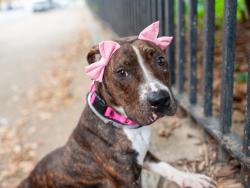 Shelter Stray Female Dog last seen E 170 Street, BRONX, NY, 10456, 326 E 110th St, New York, NY 10029, USA
