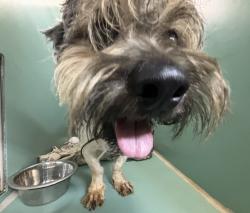 Shelter Stray Male Dog last seen Near Crossbronx Expressway, BRONX, NY, 10457, 326 E 110th St, New York, NY 10029, USA