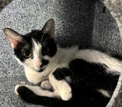 Shelter Stray Female Cat last seen Update later, NEW YORK, NY, 10029, 326 E 110th St, New York, NY 10029, USA