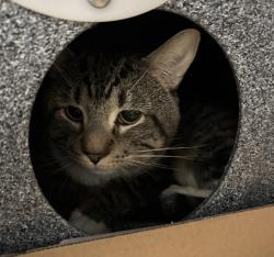 Shelter Stray Male Cat last seen Near E 110th, NEW YORK, NY, 10029, 326 E 110th St, New York, NY 10029, USA