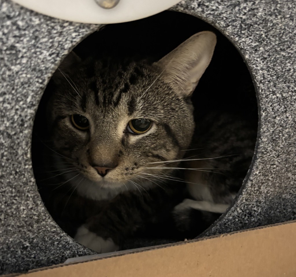Shelter Stray Male Cat last seen Near E 110th, NEW YORK, NY, 10029, 326 E 110th St, New York, NY 10029, USA