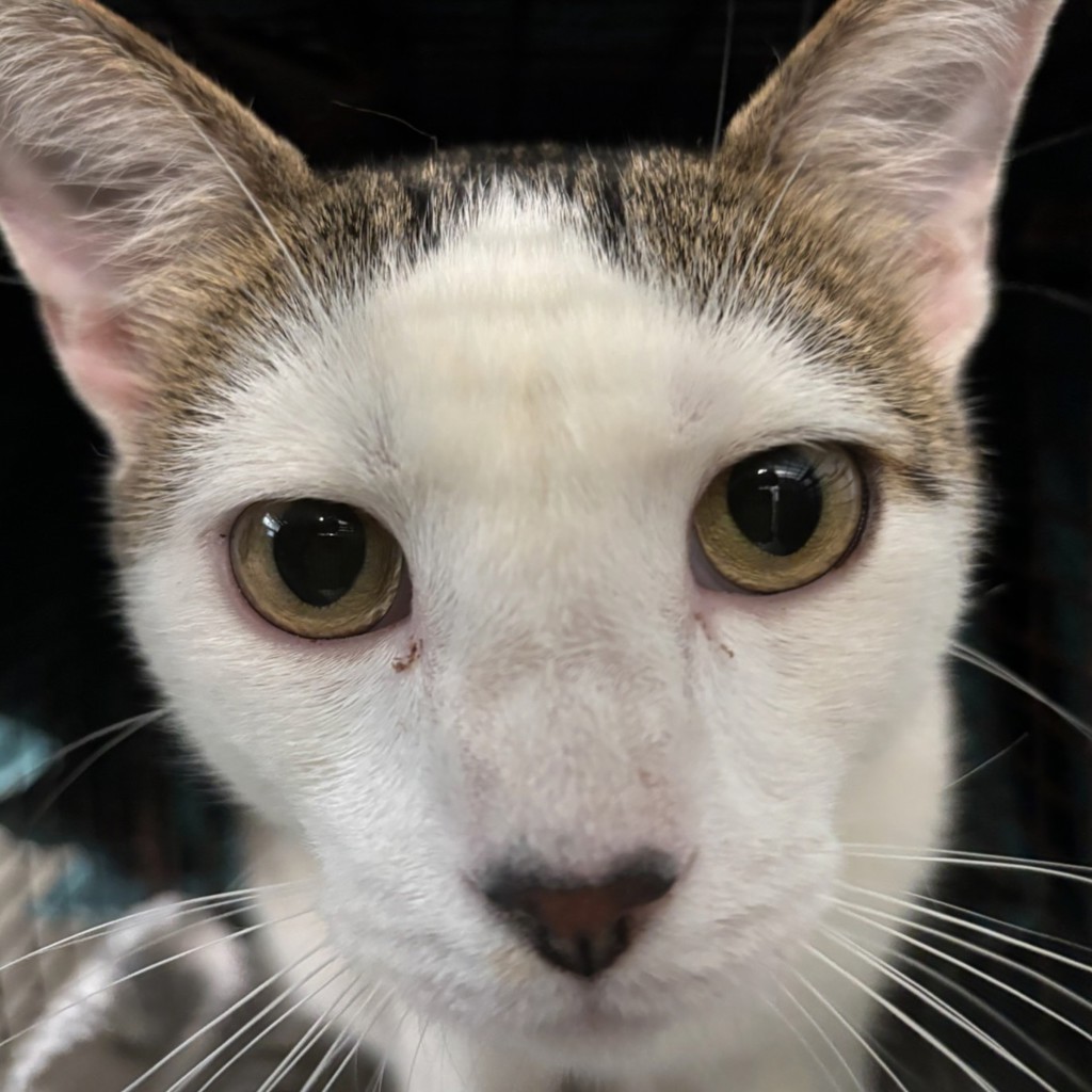 Shelter Stray Male Cat last seen Near S Union Street, DES MOINES, IA, 50315, Des Moines, IA 50313