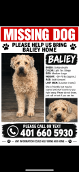 Lost Female Dog last seen Near Ormsby ave, Warwick, RI 02886