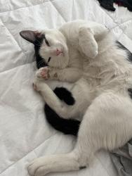 Reunited Male Cat last seen Table Mountain ct, Antioch, CA 94531