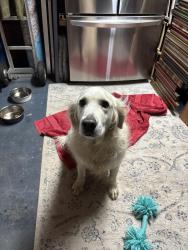 Reunited Female Dog last seen Cane Creek Rd, Fairview, NC 28730