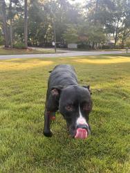 Found/Stray Male Dog last seen Shelton rd and valmire dr, Columbia, SC 29212