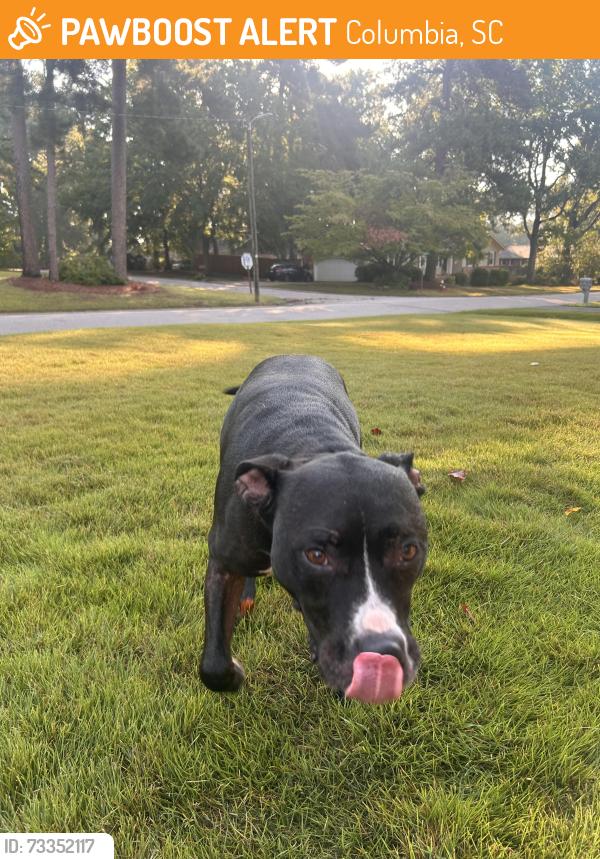 Found/Stray Male Dog last seen Shelton rd and valmire dr, Columbia, SC 29212