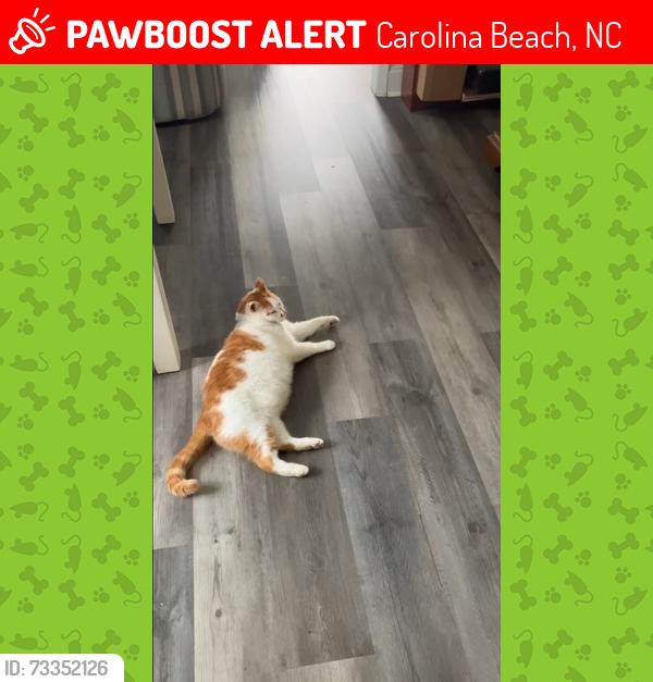 Lost Male Cat last seen 5th st and 4th street, Carolina Beach, NC 28428