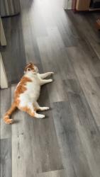 Lost Male Cat last seen 5th st and 4th street, Carolina Beach, NC 28428