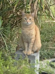 Reunited Male Cat last seen Hammerly and Moorberry, Houston, TX 77080