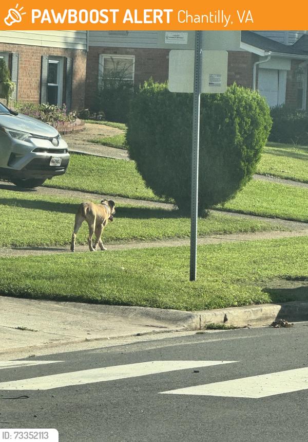 Found/Stray Female Dog last seen Lees Corner Rd. and Pennsboro, Chantilly, VA 20151