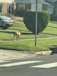 Found/Stray Female Dog last seen Lees Corner Rd. and Pennsboro, Chantilly, VA 20151