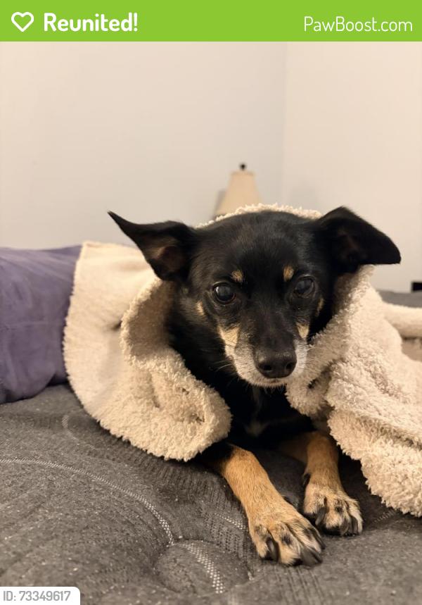 Reunited Female Dog last seen Cedar springs dr, Whit Davis dr, Athens, GA 30605