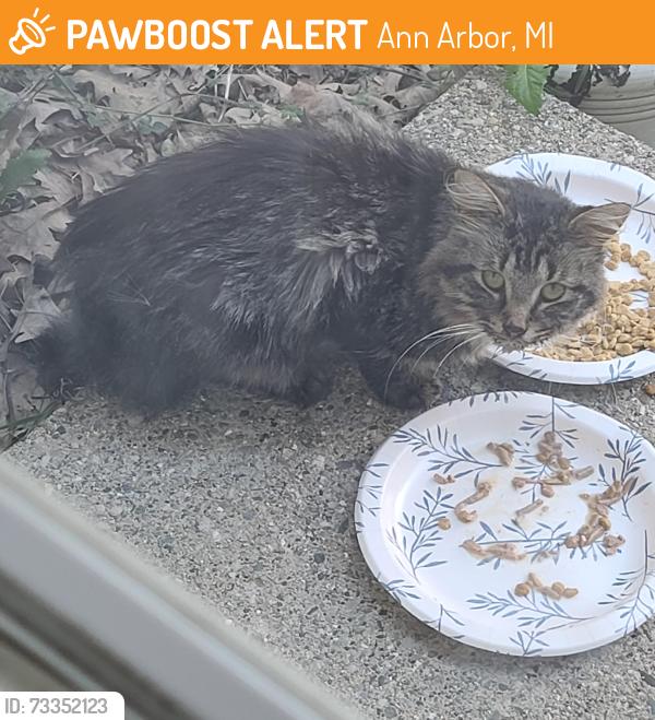 Found/Stray Unknown Cat last seen Community near Stone School Rd and Ellsworth, Ann Arbor, MI 48108