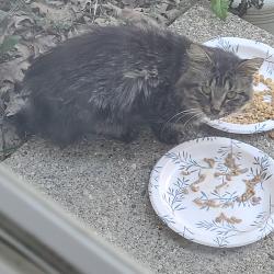 Found/Stray Unknown Cat last seen Community near Stone School Rd and Ellsworth, Ann Arbor, MI 48108