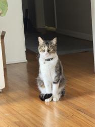 Reunited Female Cat last seen S Shattuck & Washington, Orange, CA 92866