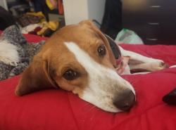 Lost Female Dog last seen North Ave, Richmond, VA 23222