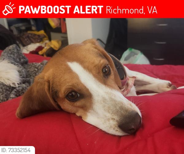 Lost Female Dog last seen North Ave, Richmond, VA 23222