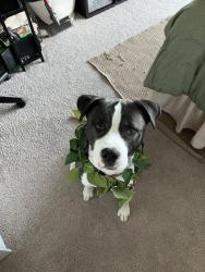 Reunited Male Dog last seen Ashland And Foster, Chicago, IL 60640