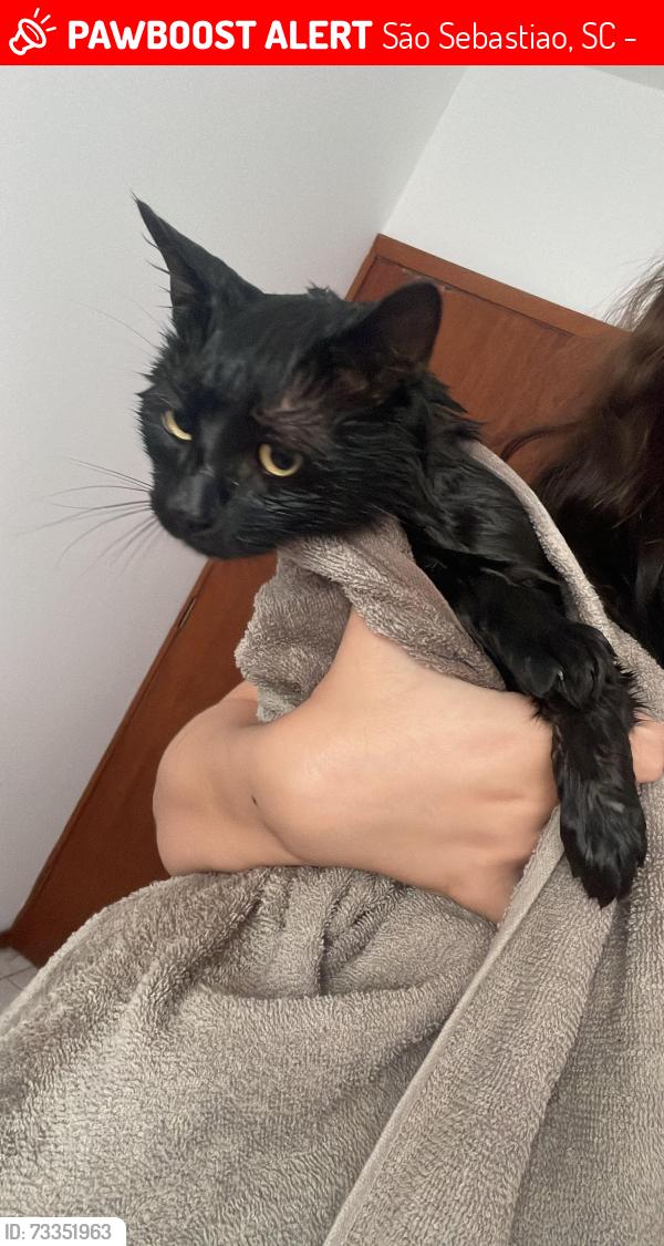 Lost Male Cat last seen condomínio residencial flores da colina, São Sebastiao, SC 88136-220
