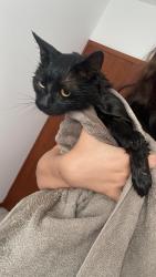 Lost Male Cat last seen condomínio residencial flores da colina, São Sebastiao, SC 88136-220