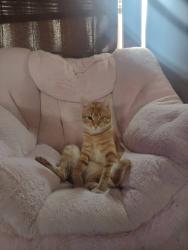 Reunited Male Cat last seen Burgners rd, Lower Frankford Township, PA 17015