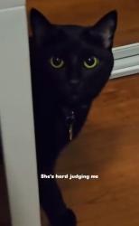 Lost Female Cat last seen Near 1/2 W 111th St, Inglewood, CA 90303, Inglewood, CA 90303