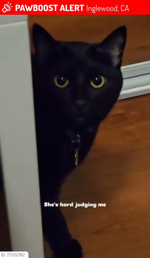 Lost Female Cat last seen Near 1/2 W 111th St, Inglewood, CA 90303, Inglewood, CA 90303