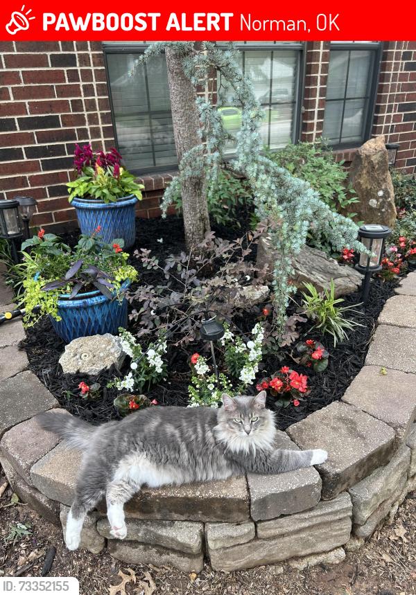 Lost Male Cat last seen OnCue gas station, Norman, OK 73019