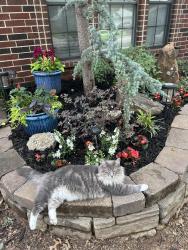 Lost Male Cat last seen OnCue gas station, Norman, OK 73019