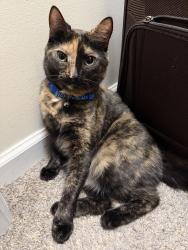Reunited Female Cat last seen Near Single Leaf Cir Highpoint NC 27265, High Point, NC 27265