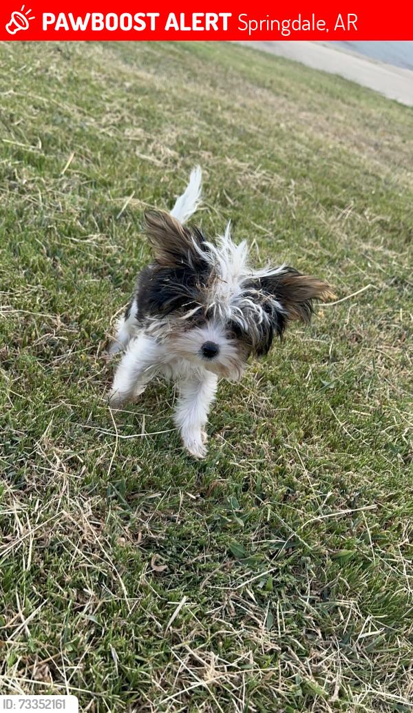 Lost Male Dog last seen Near Fire Station 4, Springdale, AR 72764