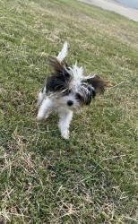 Lost Male Dog last seen Near Fire Station 4, Springdale, AR 72764