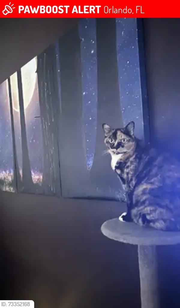 Lost Female Cat last seen Darlington dr whisper Lakes sky lake south, Orlando, FL 32837