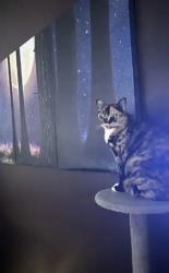Lost Female Cat last seen Darlington dr whisper Lakes sky lake south, Orlando, FL 32837