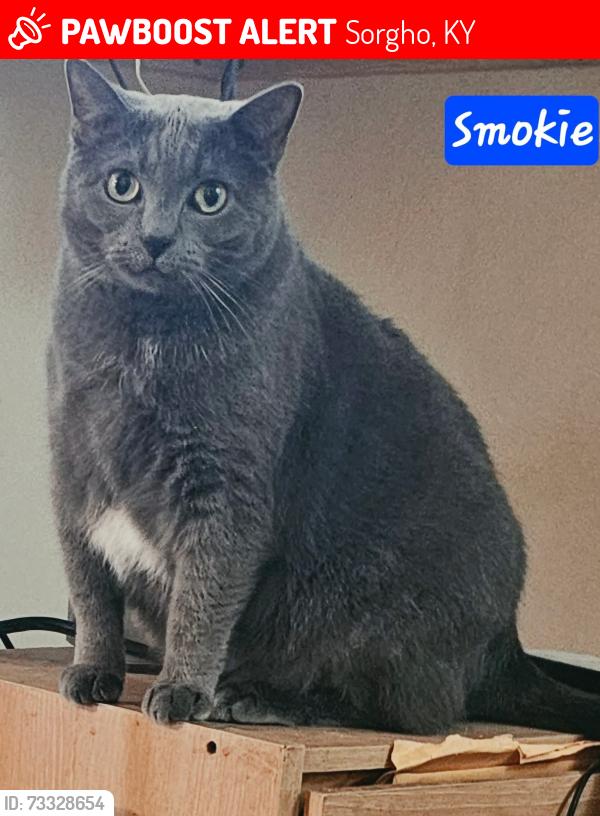Lost Female Cat last seen near Panther Creek Park, Owensboro, ky, Sorgho, KY 42301