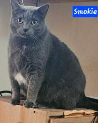 Lost Female Cat last seen near Panther Creek Park, Owensboro, ky, Sorgho, KY 42301