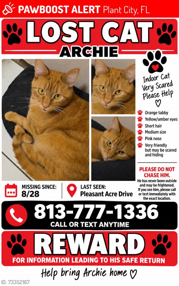 Lost Male Cat last seen East baker street, Plant City, FL 33563